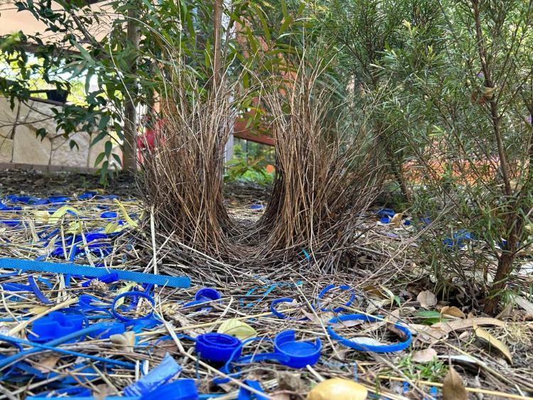 Staff first place went to Ryan Cruickshanks Bower Bird, which depicts a Bower Bird nest surrounded by blue treasures