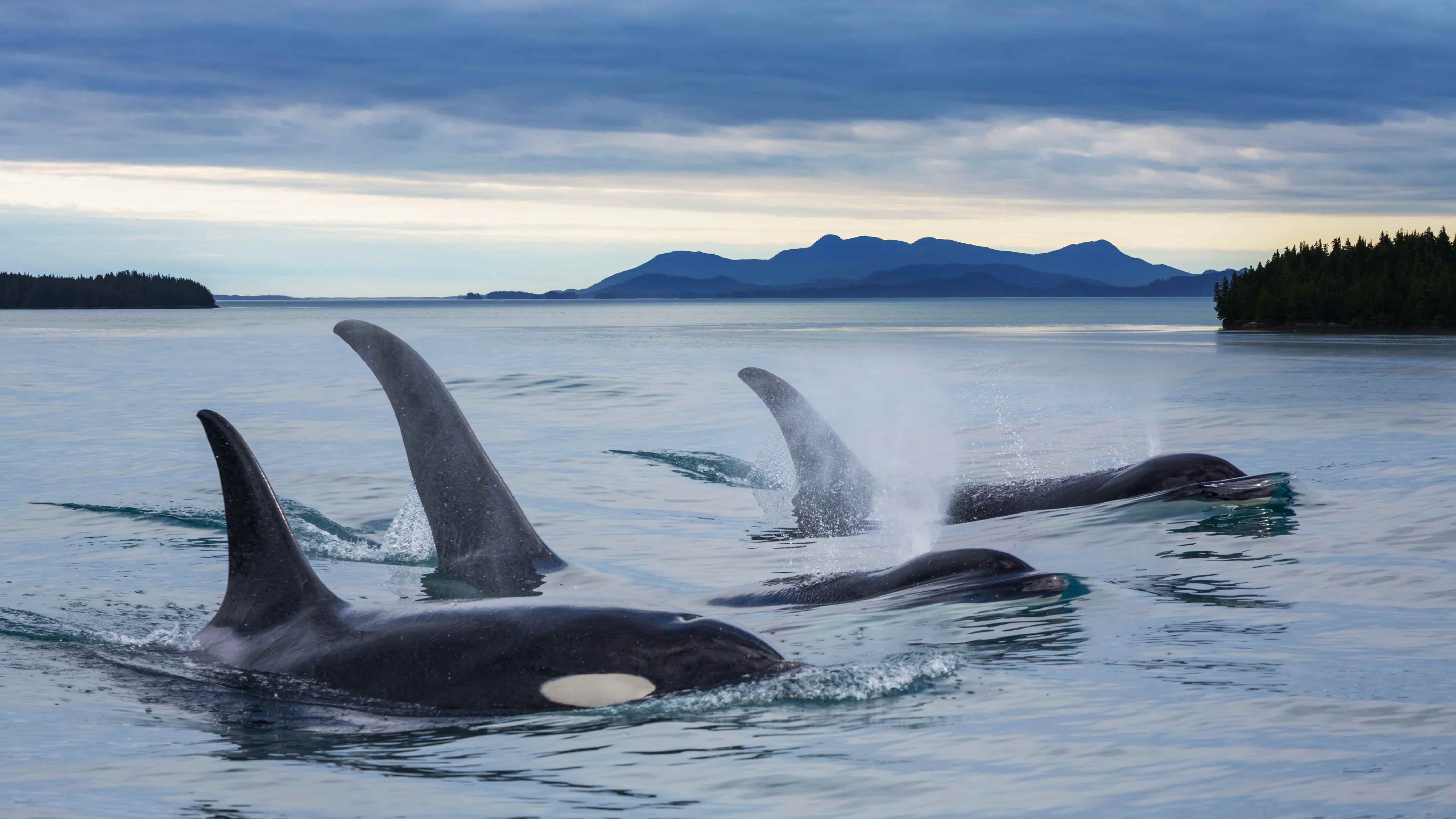 A pod of orcas swim through the water, with forest in the background. Photo: Shutterstock