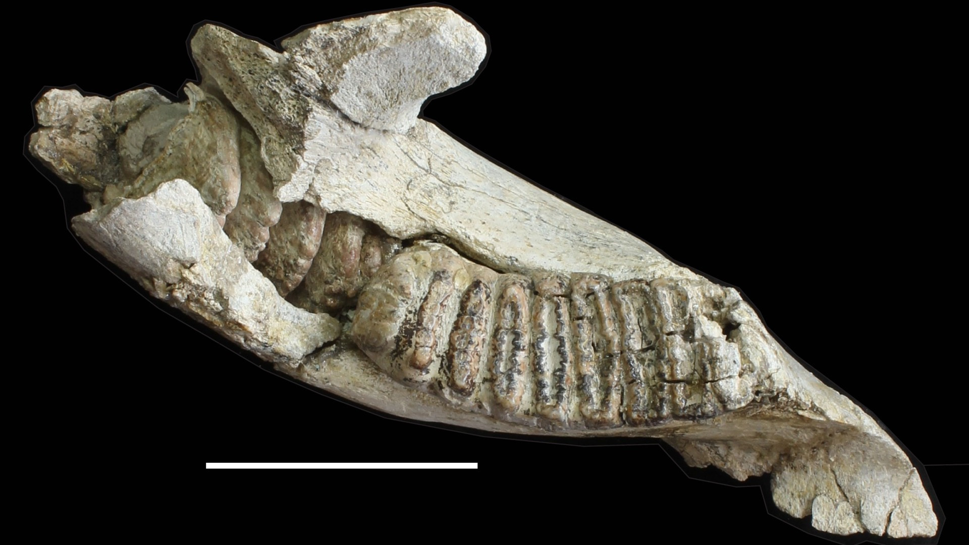 The fossil jawbone and teeth of a Stegodon from Flores. Credit: Gerrit van den Bergh