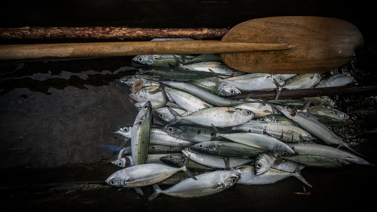 A glut of fish is seen on a wooden cutting board next to a long wooden oar. Photo: Paul Jones
