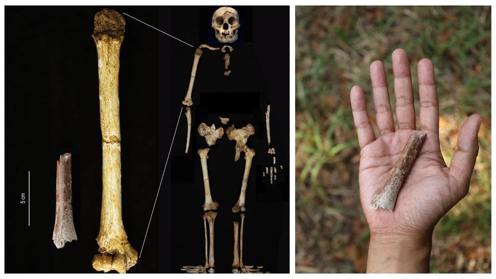 (Left) A skeleton showing where the adult humerus fits within the body; the adult humerus discovered in Flores. Photos: Supplied