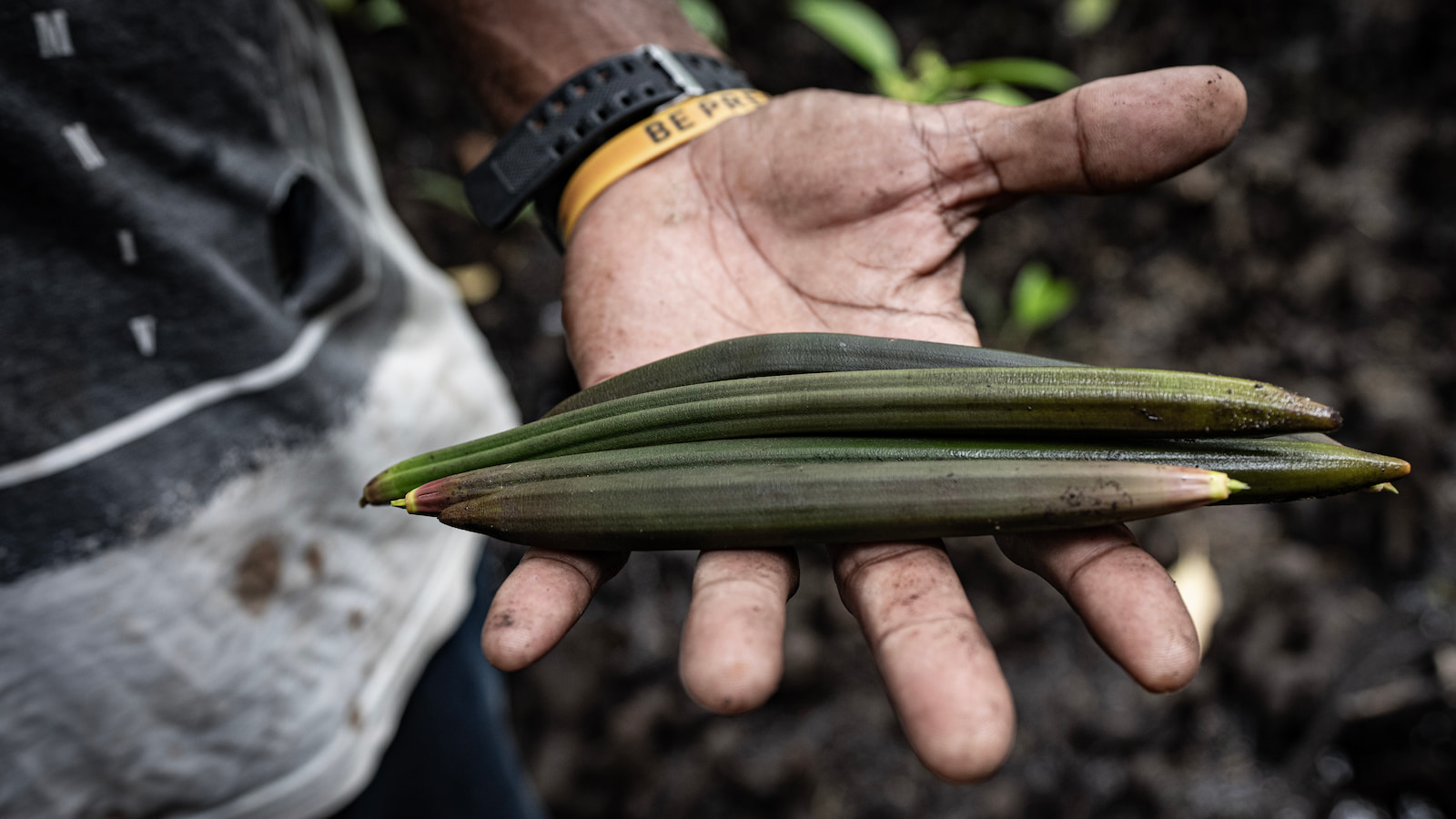 A man holds a seed pod from a mangrove in his hand. Photo: Paul Jones