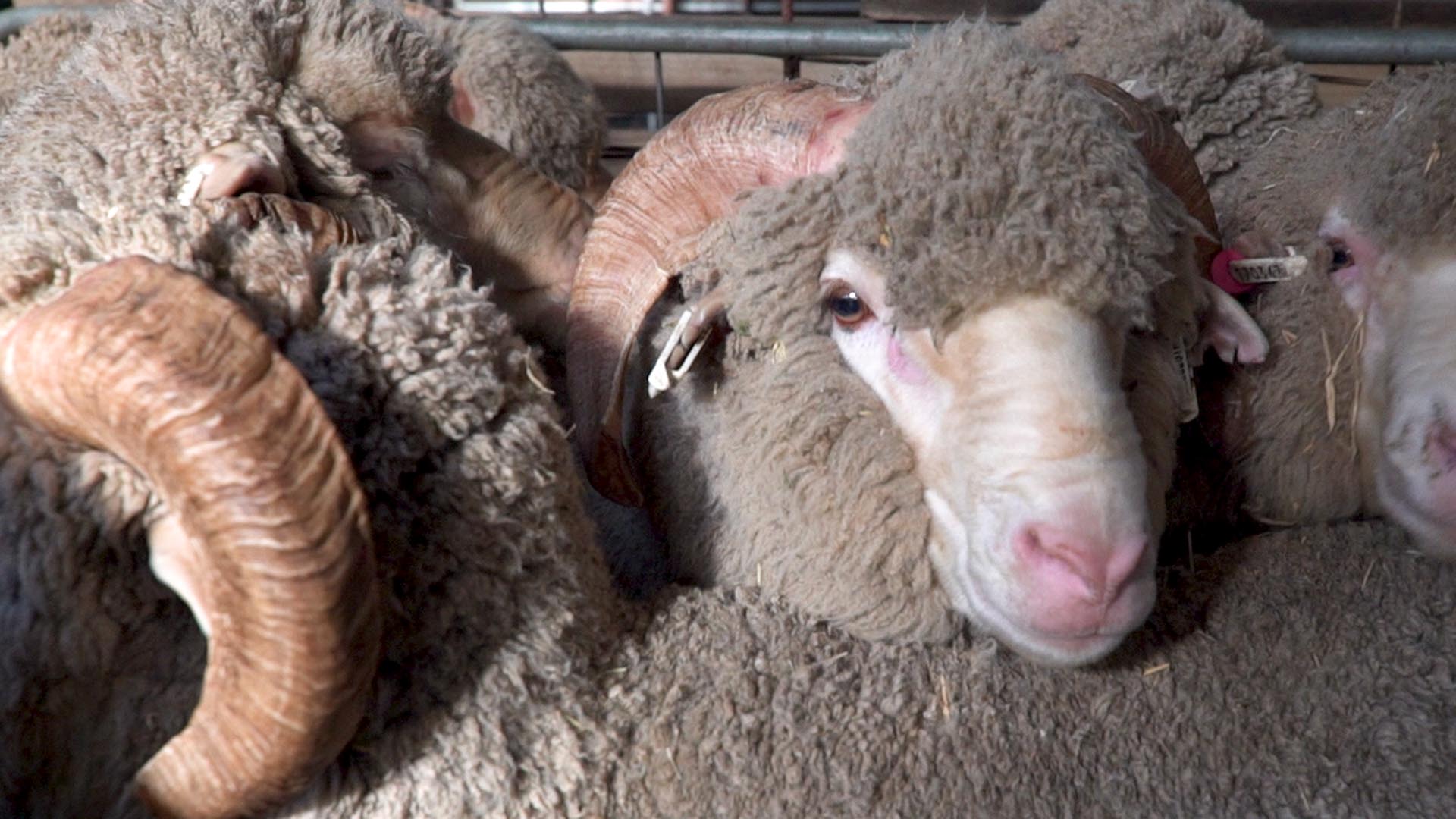 Merino sheep in a pen