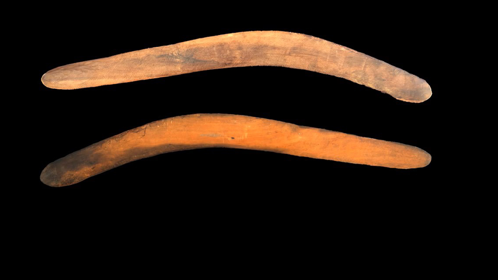The wangim (boomerang) found at Yarra Junction. Zara Lasky-Davison/Wurundjeri Woi-wurrung Cultural Heritage Aboriginal Corporation