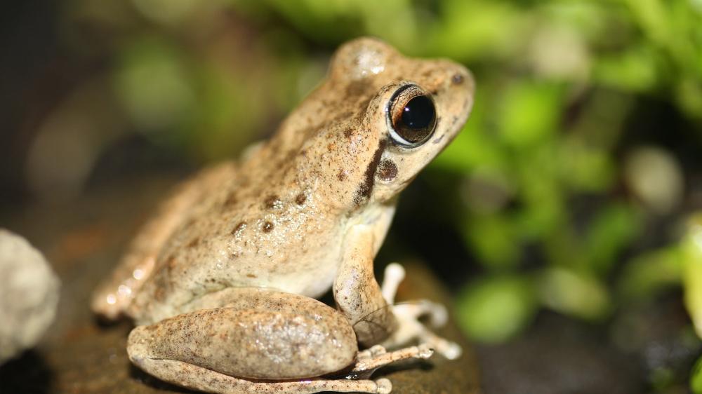 A small brown frog sits on a rock. Picture: Aimee Silla