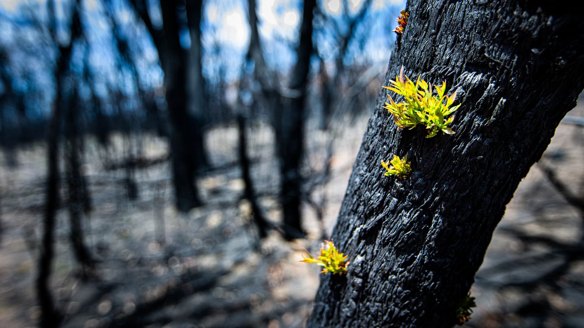 A blackened tree stump with a bright green shoot in an area hit by bushfires. Photo: Paul Jones