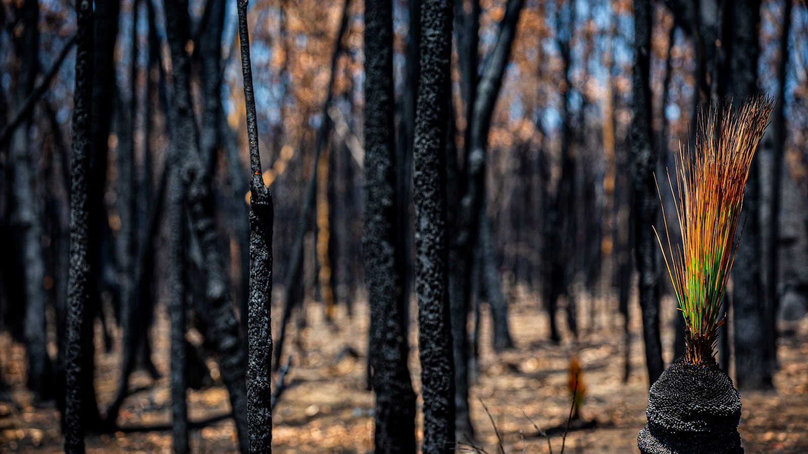 A forest of blackened trees after a bushfire ripped through the bush on the NSW South Coast. Photo: Paul Jones