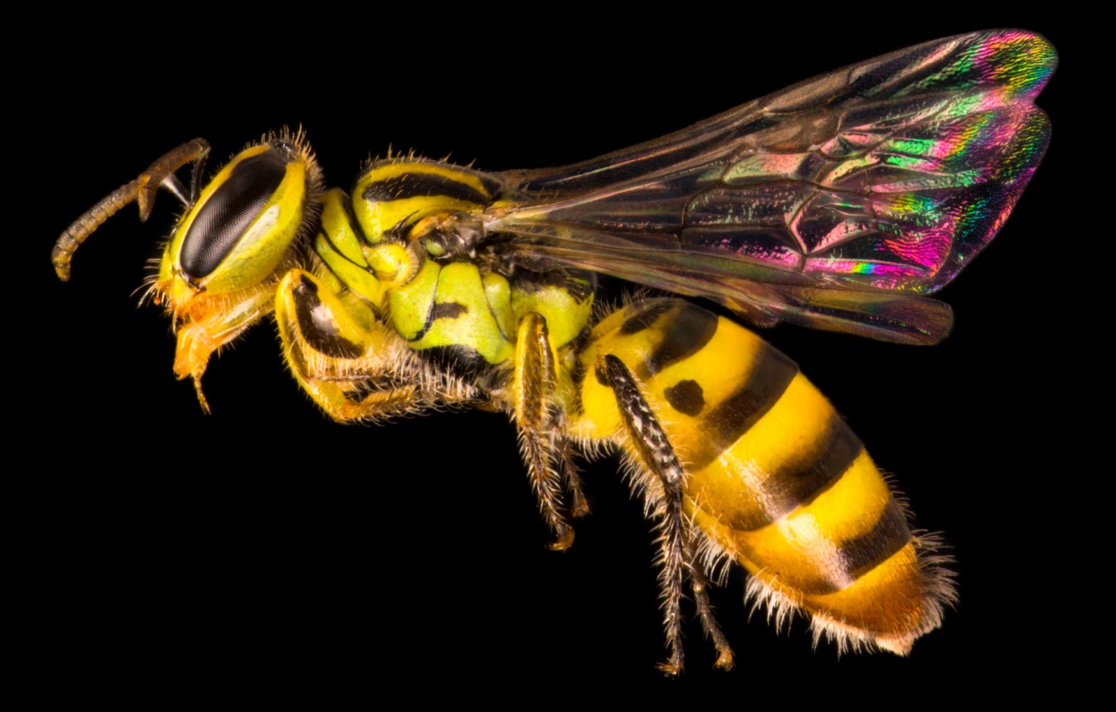 A close up photograph of Callohesma flavopicta bee. Credit: James Dorey Photography