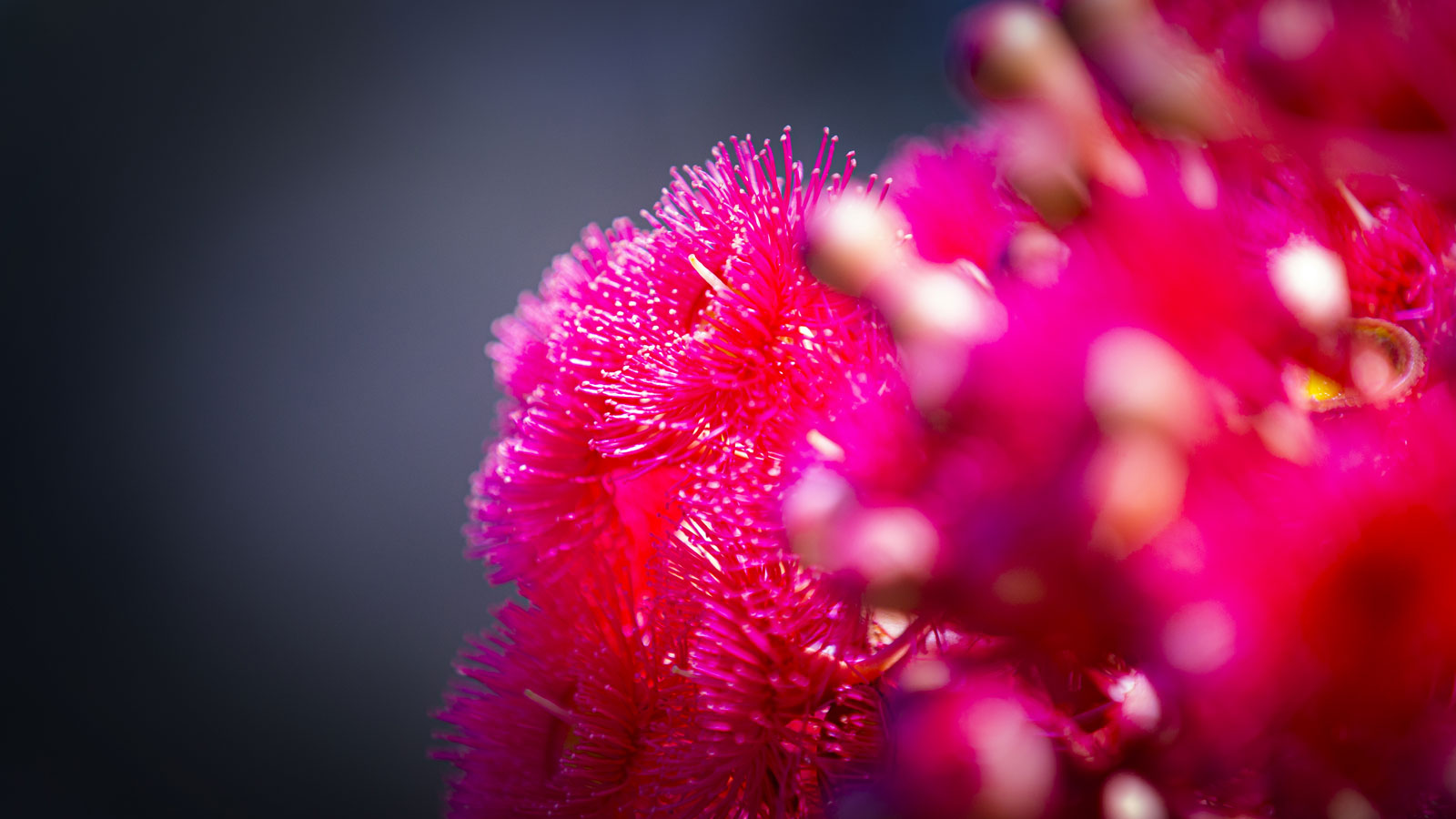A generic photo of flowers on UOW