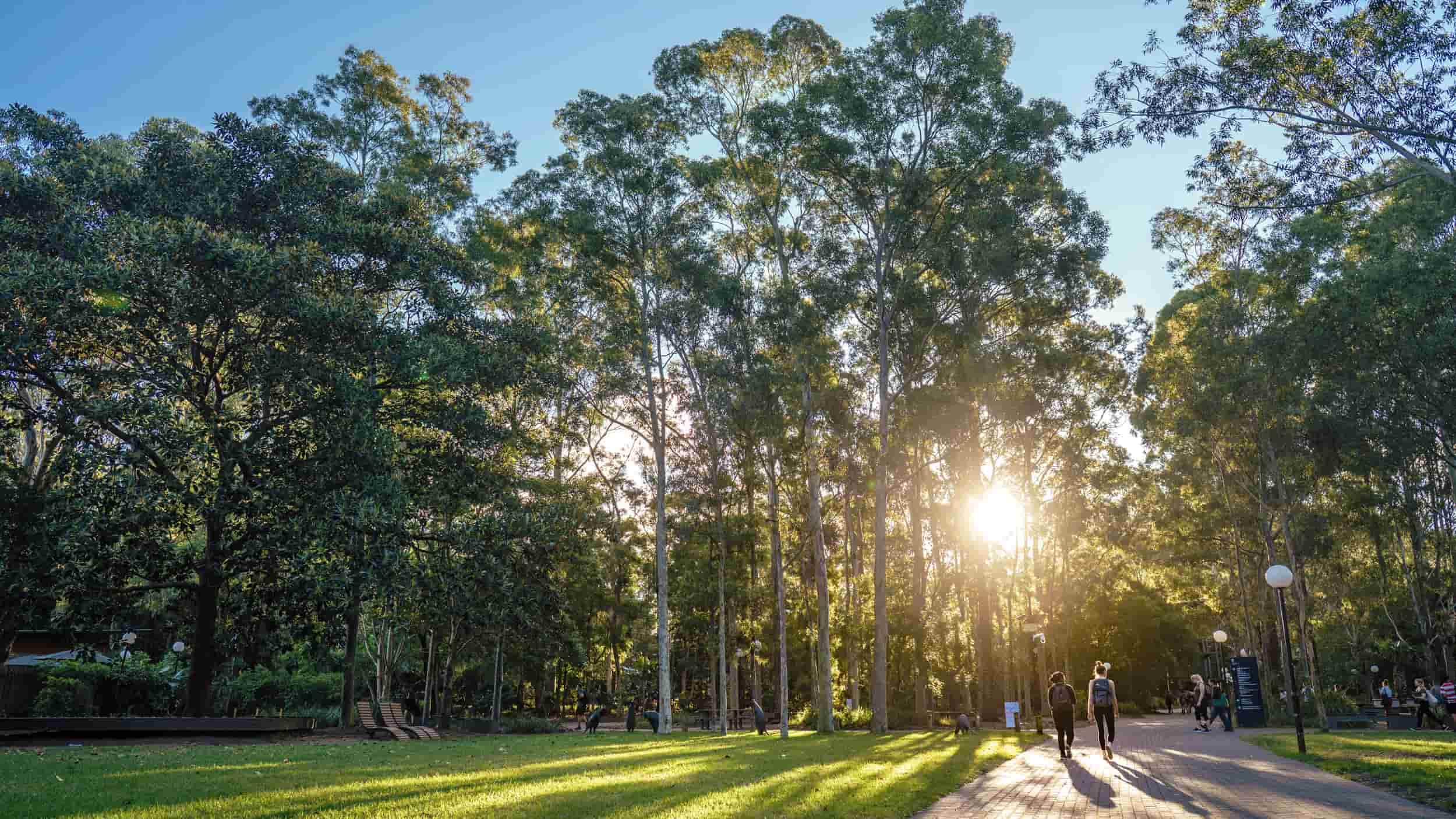 Students walk on a path through trees on Wollongong