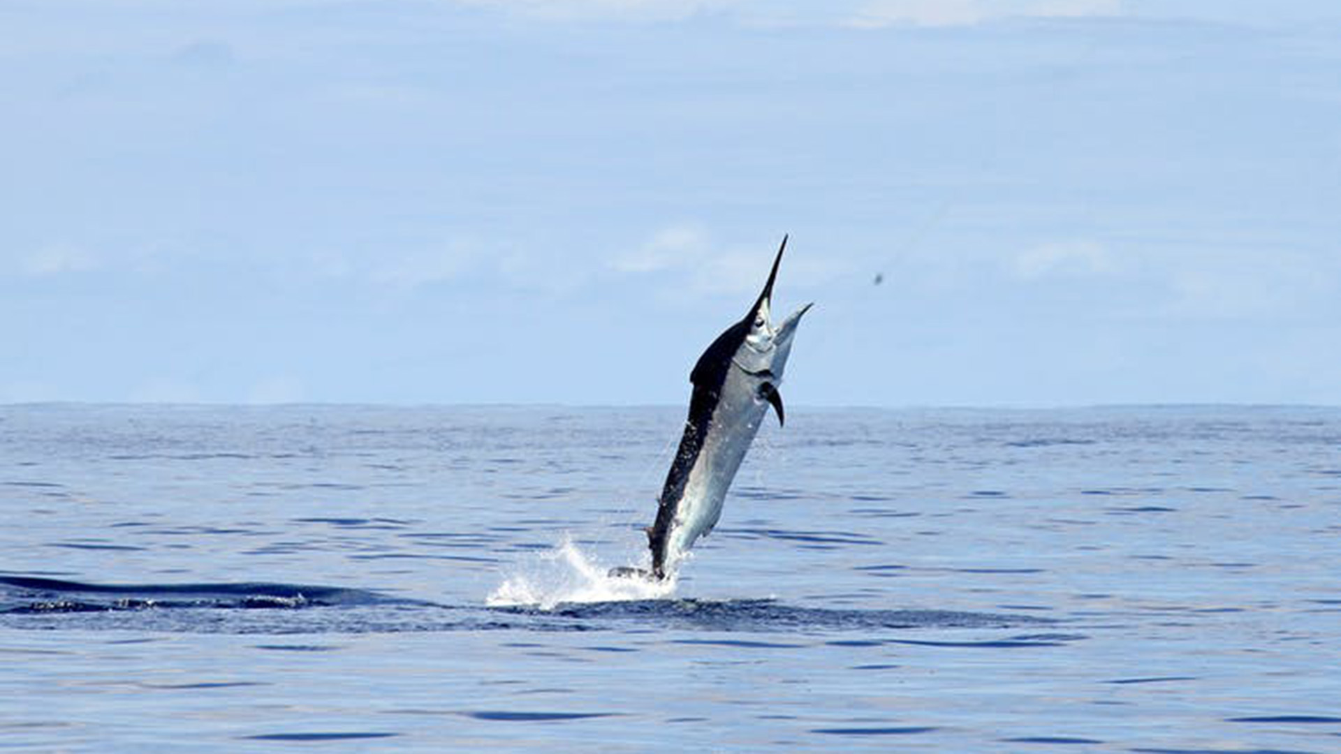 A black marlin leaps from the water