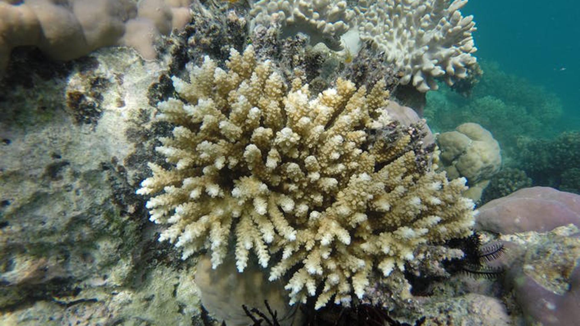 Coral, Great Barrier Reef Picture by Catheline Froehlich