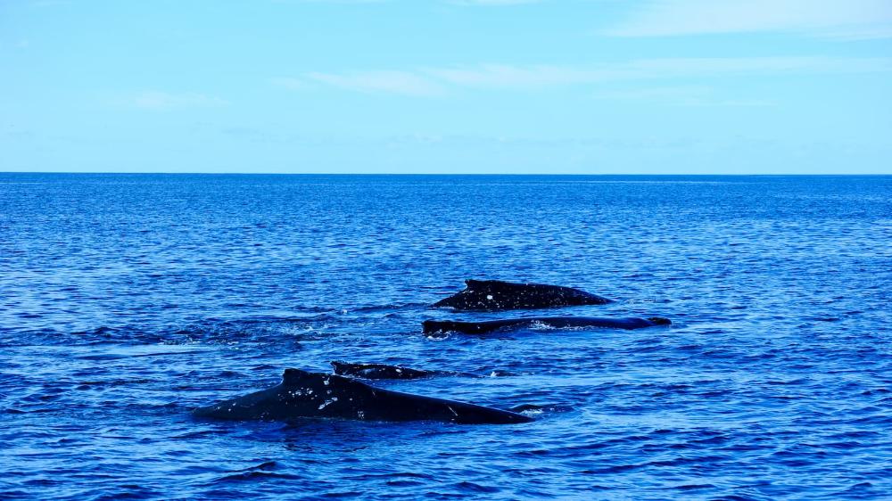 Bottlenose dolphin photographed in Coffin Bay, South Australia. Photo: MAVE Lab