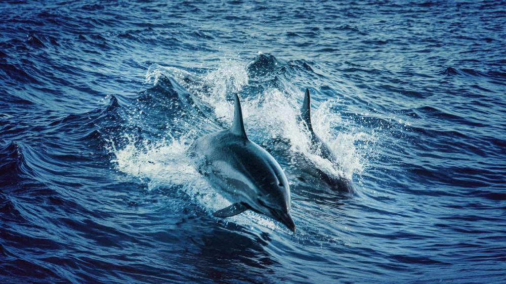 A pod of dolphins swimming through the ocean, with one jumping out of the water at the front