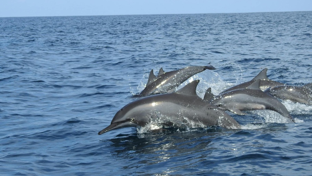 A Pod of Dolphins in the Sea in Sri Lanka, the dolphin in the front is jumping out of the water. Credit Pexels