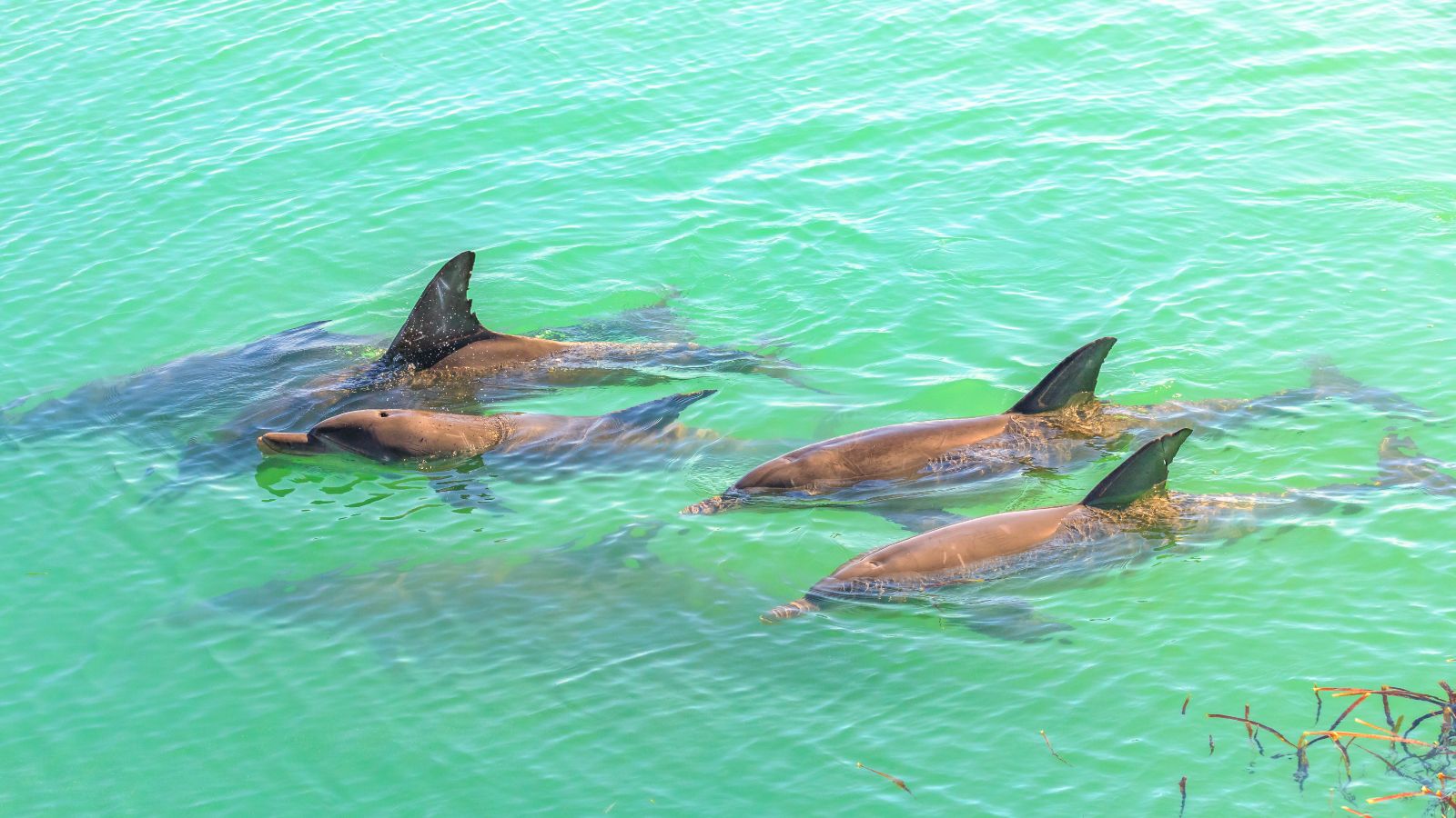 A group of dolphins swimming in the clear waters of Monkey Mia, a marine reserve near Denham, Shark Bay, on coral coast in WA. Monkey Mia is the only place in Australia visited daily by dolphins. Credit: Shutterstock 796102453