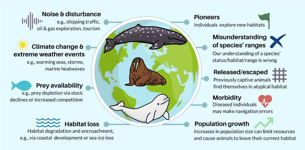 A graphic shows the issues that contribute to marine mammals being found outside their habitat.