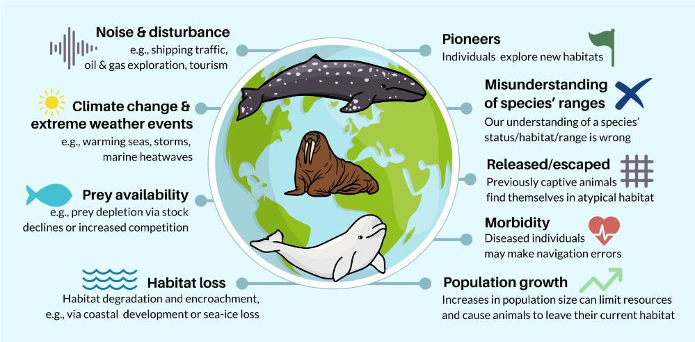 A graphic shows the issues that contribute to marine mammals being found outside their habitat.