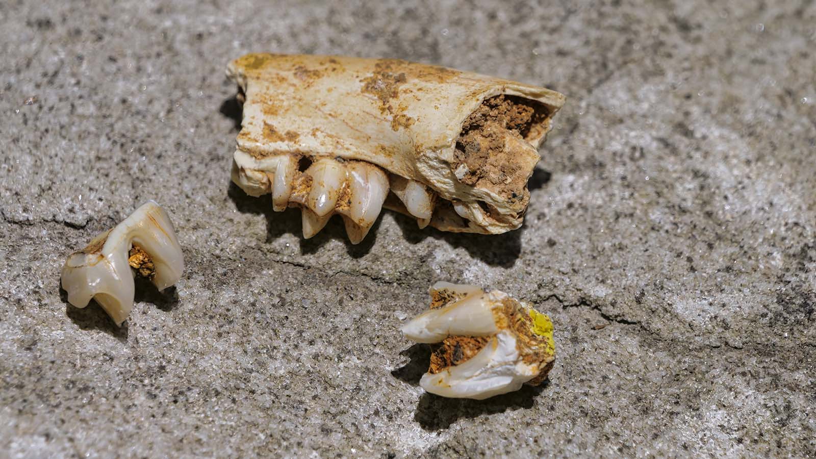 Fossilised rock wallaby teeth from the Mount Etna site.