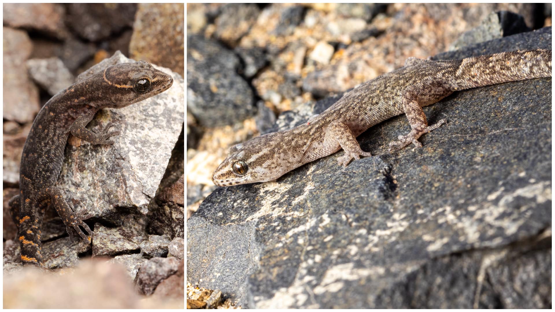 A composite of two different species of Garthia geckos that look identical but are genetically different. The geckos are a dark gray and lie on a rock. Photos: Damien Esquerre