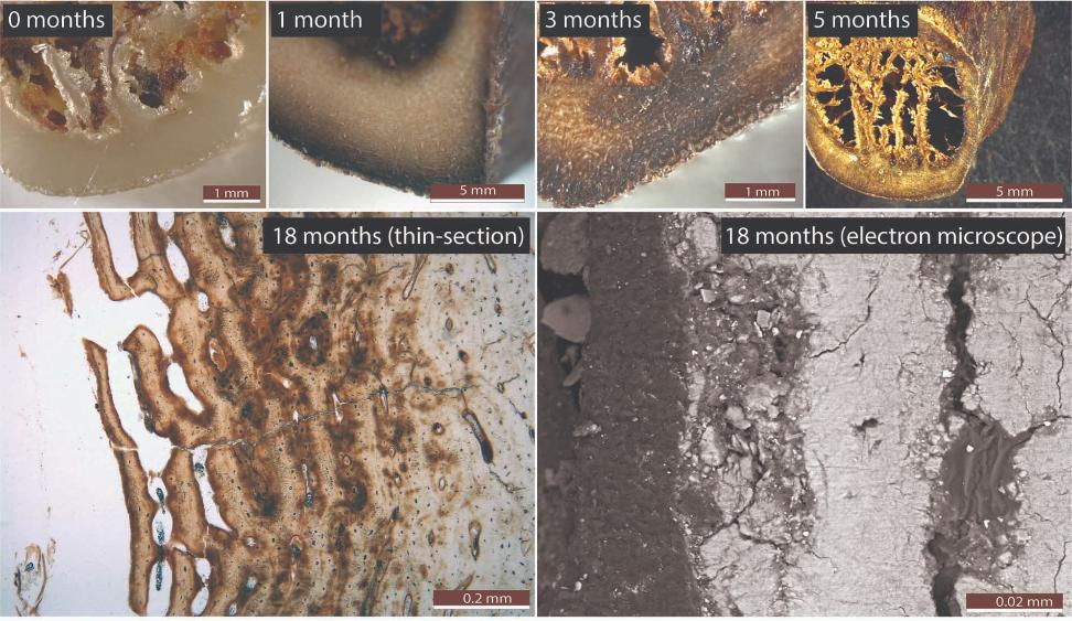 Changes over time in animal bones buried in bat guano. Picture: Conor McAdams (UOW PhD student)
