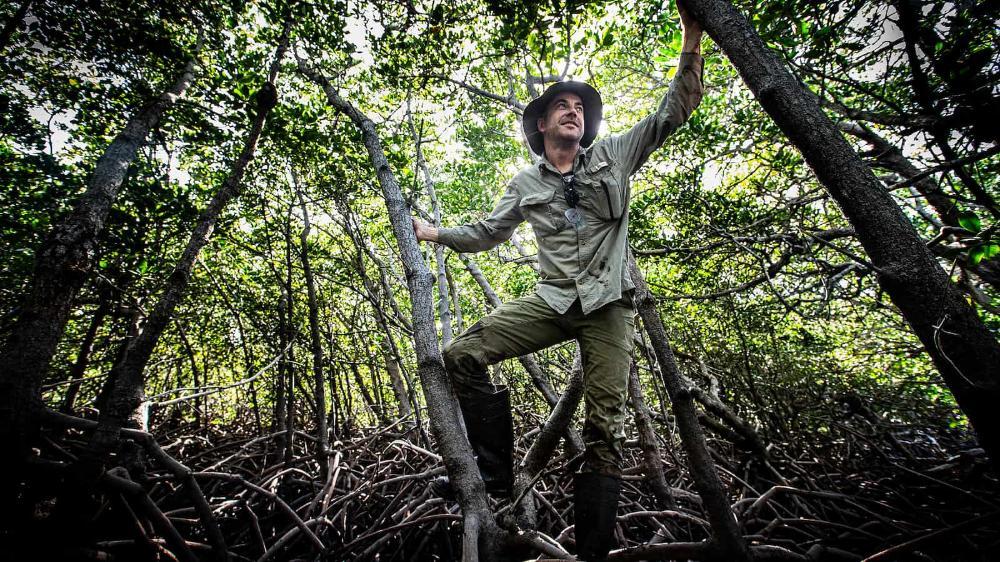A man wearing camouflage clothing is immersed in a patch of mangroves. Photo: Paul Jones
