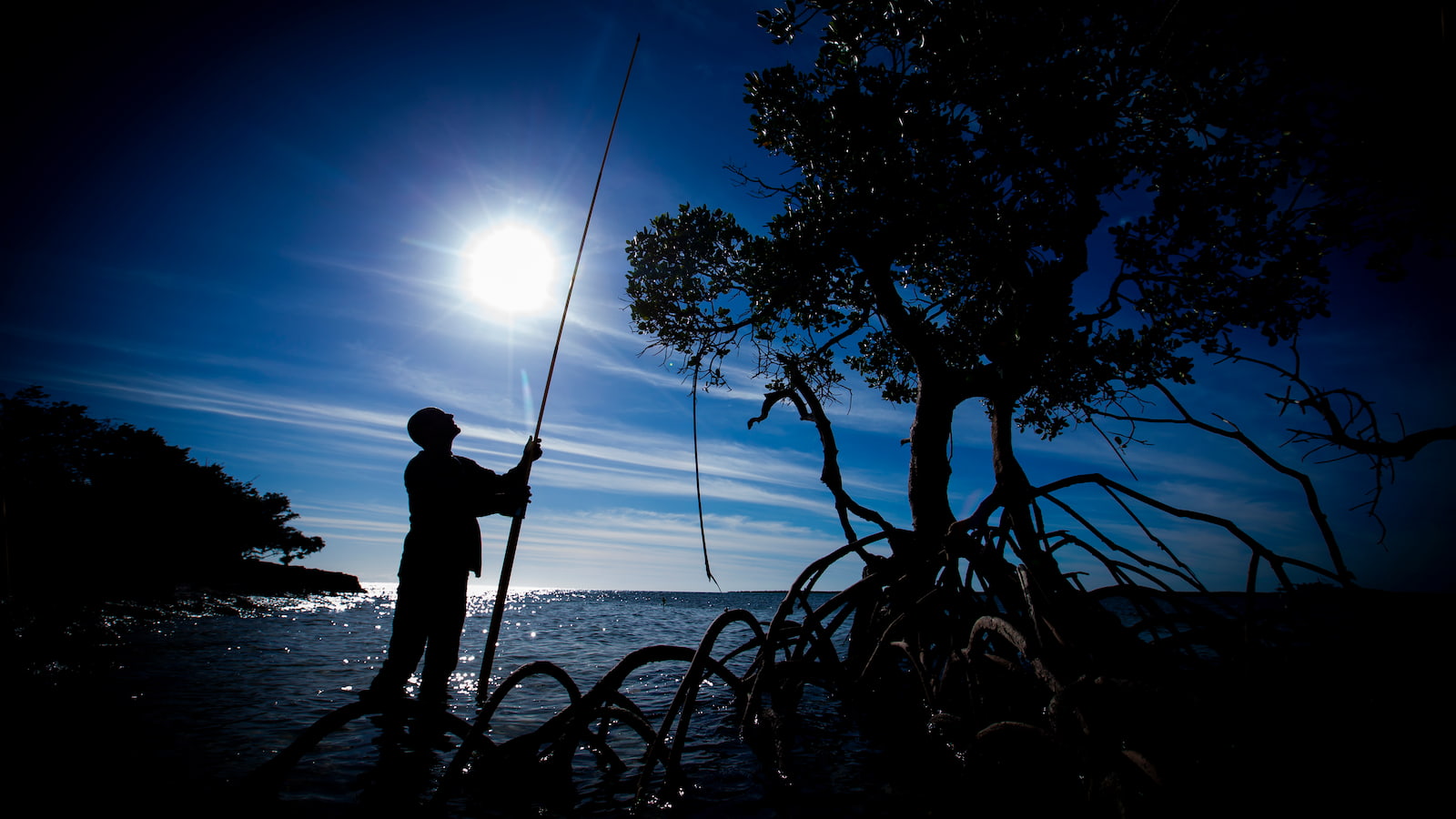 A man stands in a field of mangroves, silhouetted by the sun. Photo: Paul Jones