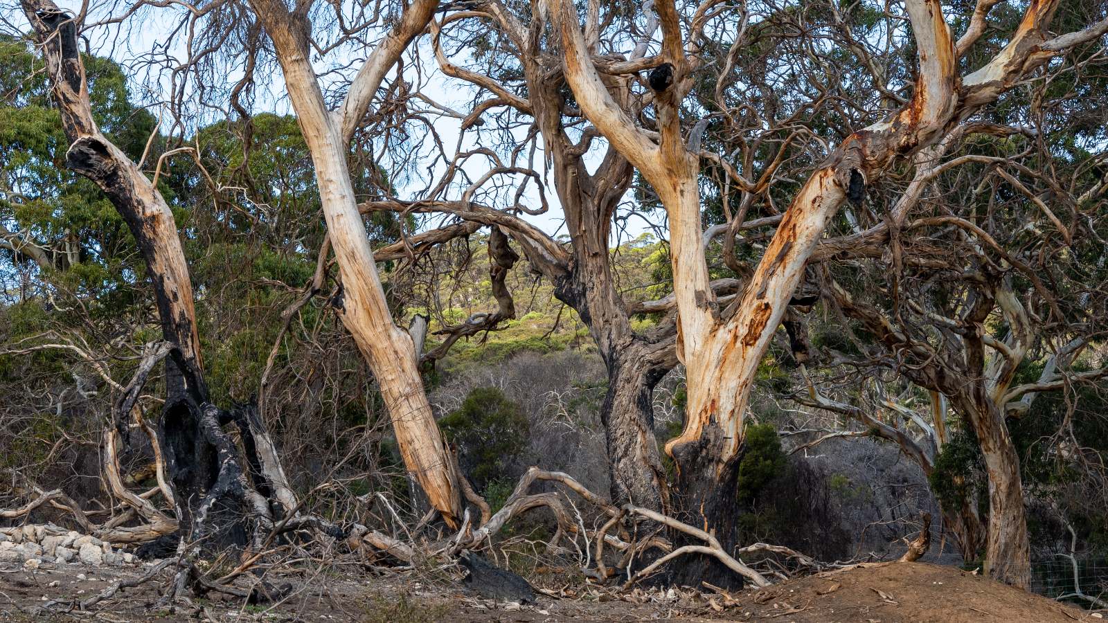 Close up of trees damaged by the Fires on Kangaroo island South Australia on may 7th 2021. Credit: Shutterstock. Darryl Leach