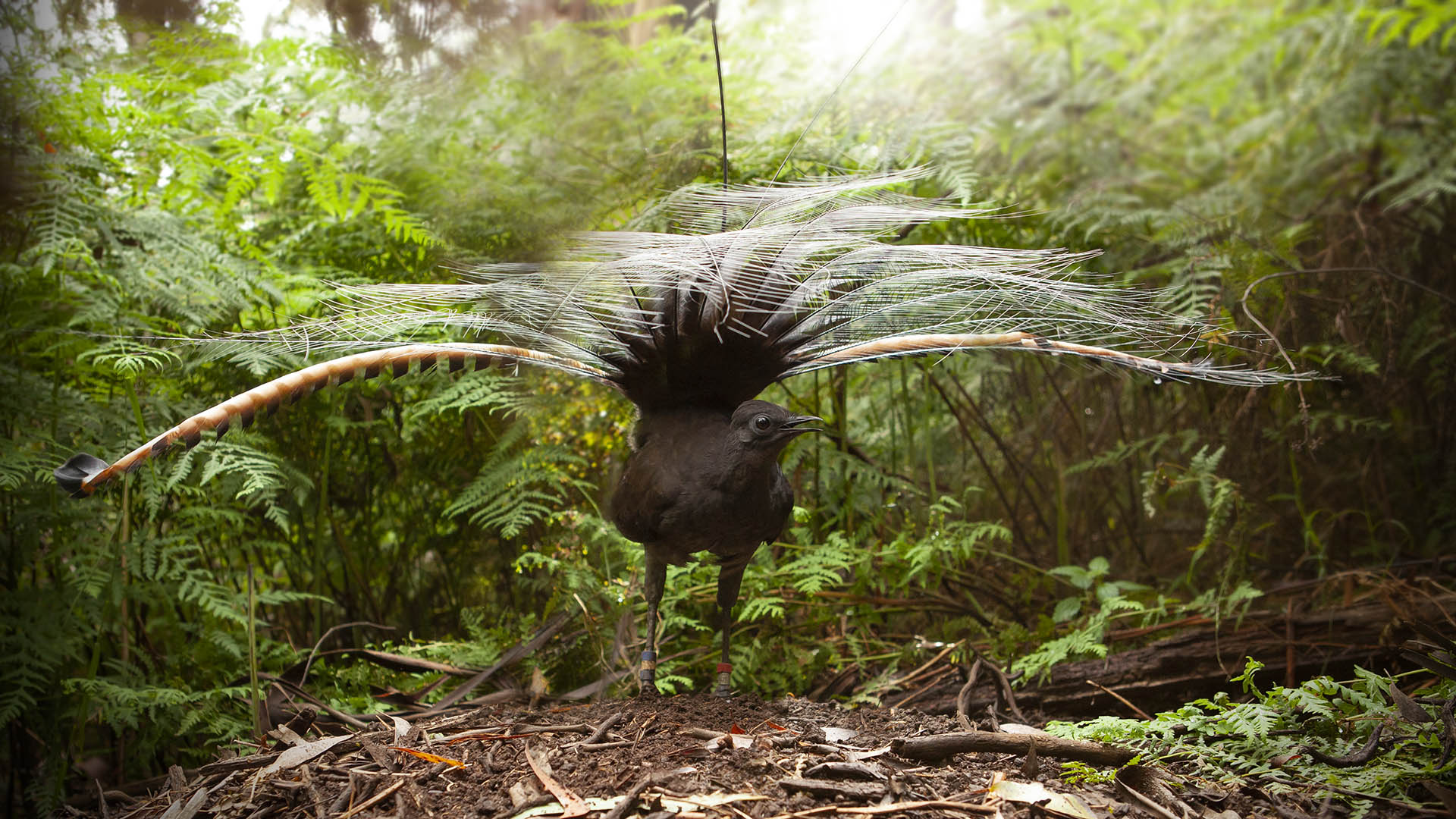 A male superb lyrebird performs a courtship dance and song. Picture: Alex Maisey