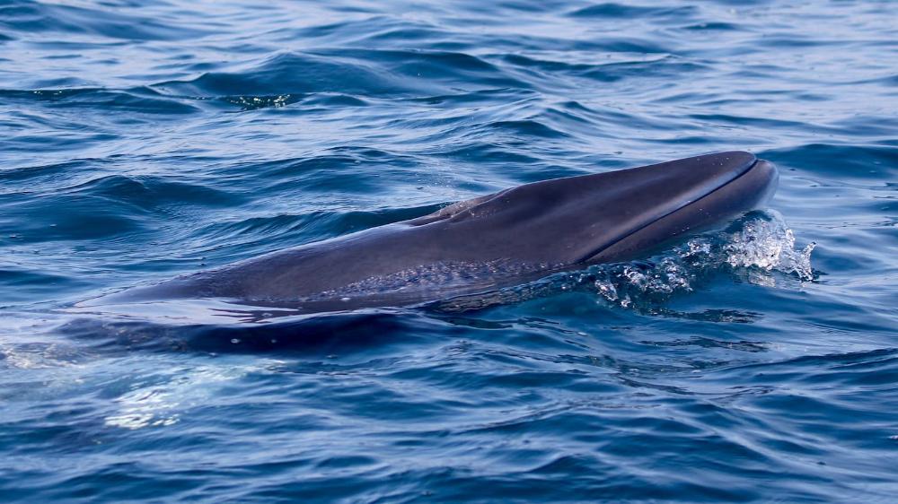 Minke whale in the Hauraki Gulf, New Zealand. Photo: MAVE Lab
