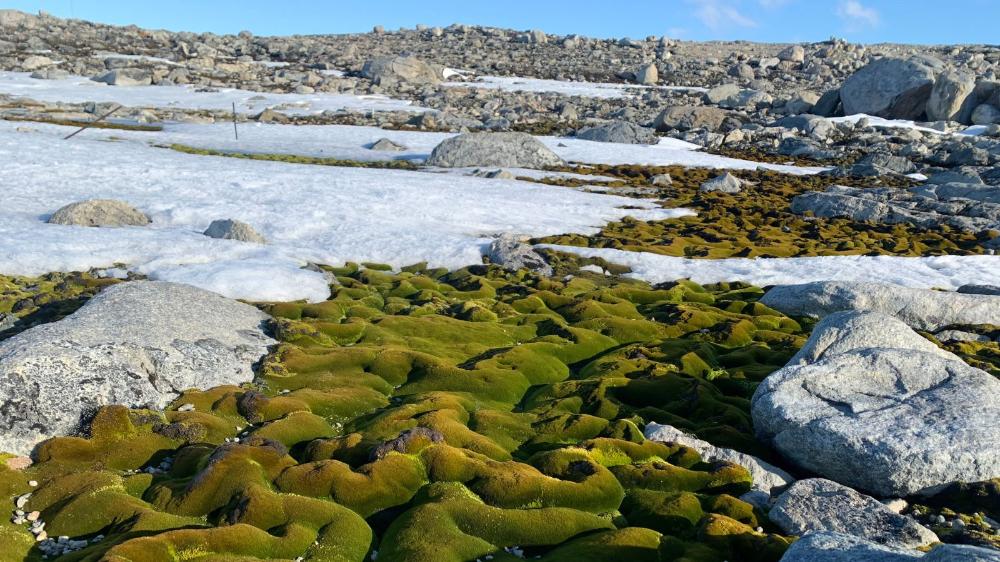 Moss bed near Casey Station captured by Dr Krystal Randall.