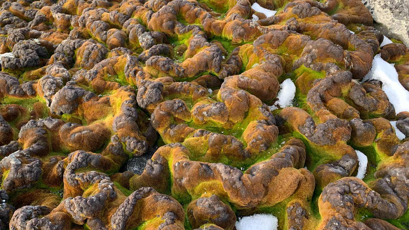 Deep green carpets of moss that look like draped green velvet nestled between rocks, in Antarctica. Photo supplied by Dr Krystal Randall, not be be reused without permission.