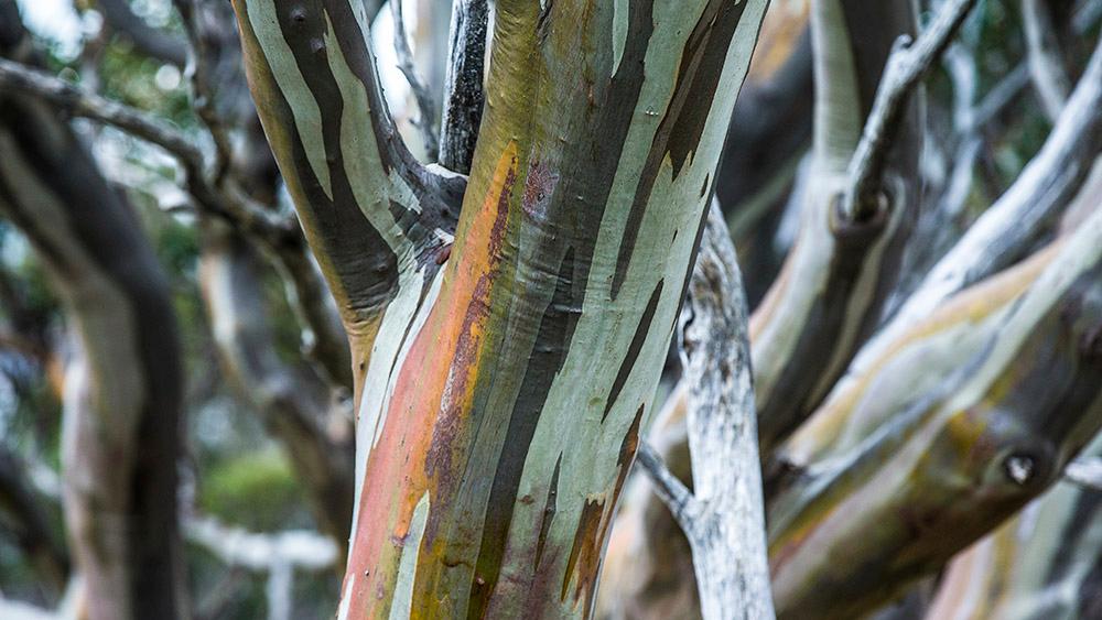 Snow gums in Kosciusko National Park.