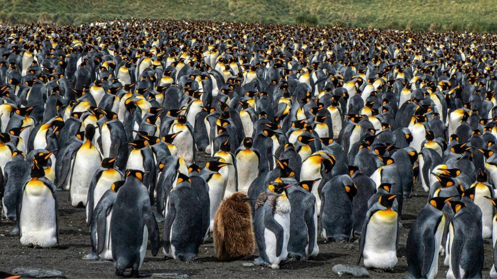 A group of penguins stand together with a green hill in the distance