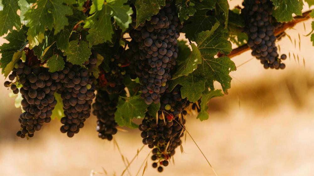 A bunch of purple grapes hangs from a green vine