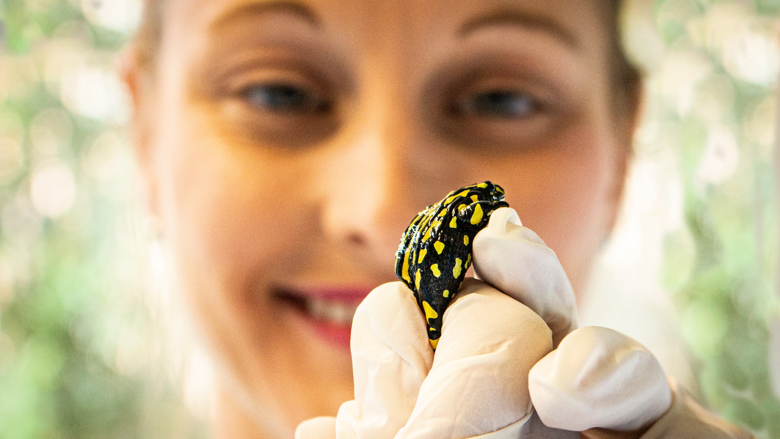 A woman holds a tiny black and gold front on her finger in front of her face. Photo: Paul Jones