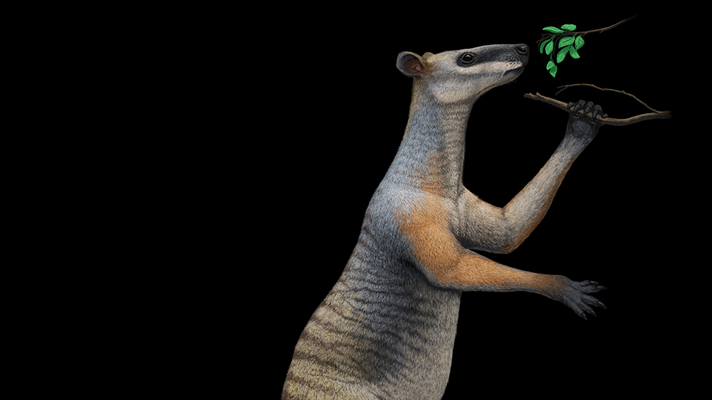 Artist’s impression of Protemnodon, a giant rainforest kangaroo, before extinction. Queensland Museum & Capricorn Caves