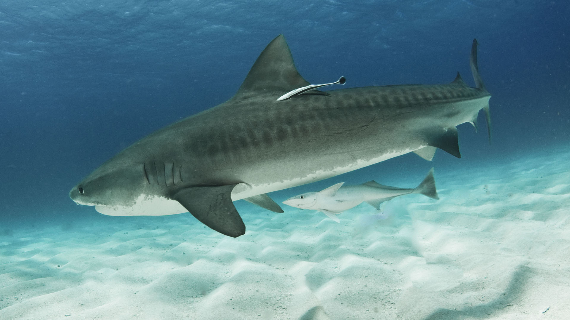 Creative commons photo of tiger shark. "File:Tigershark5.jpg" by Albert kok is licensed under CC BY-SA 3.0 