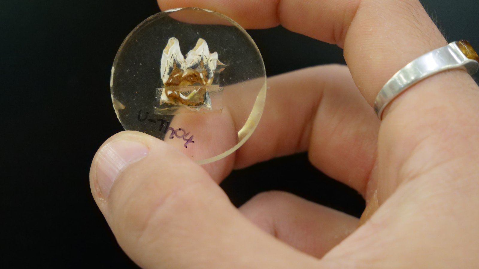 A close up image of a fossilised kangaroo tooth. Photo: Chris Laurikainen Gaete