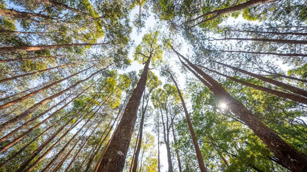 Trees