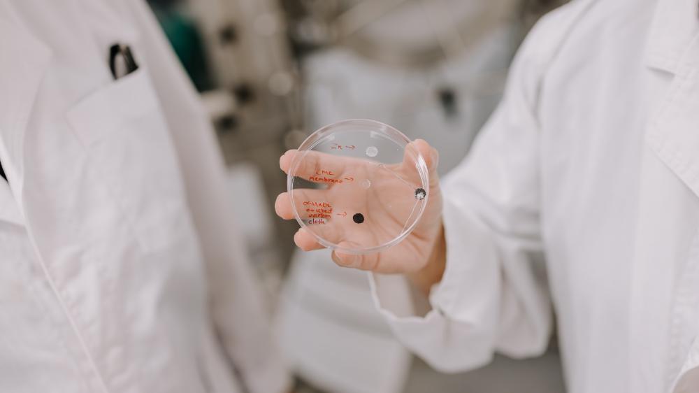 A close up of a tiny battery on a petri dish. Photo: Michael Gray