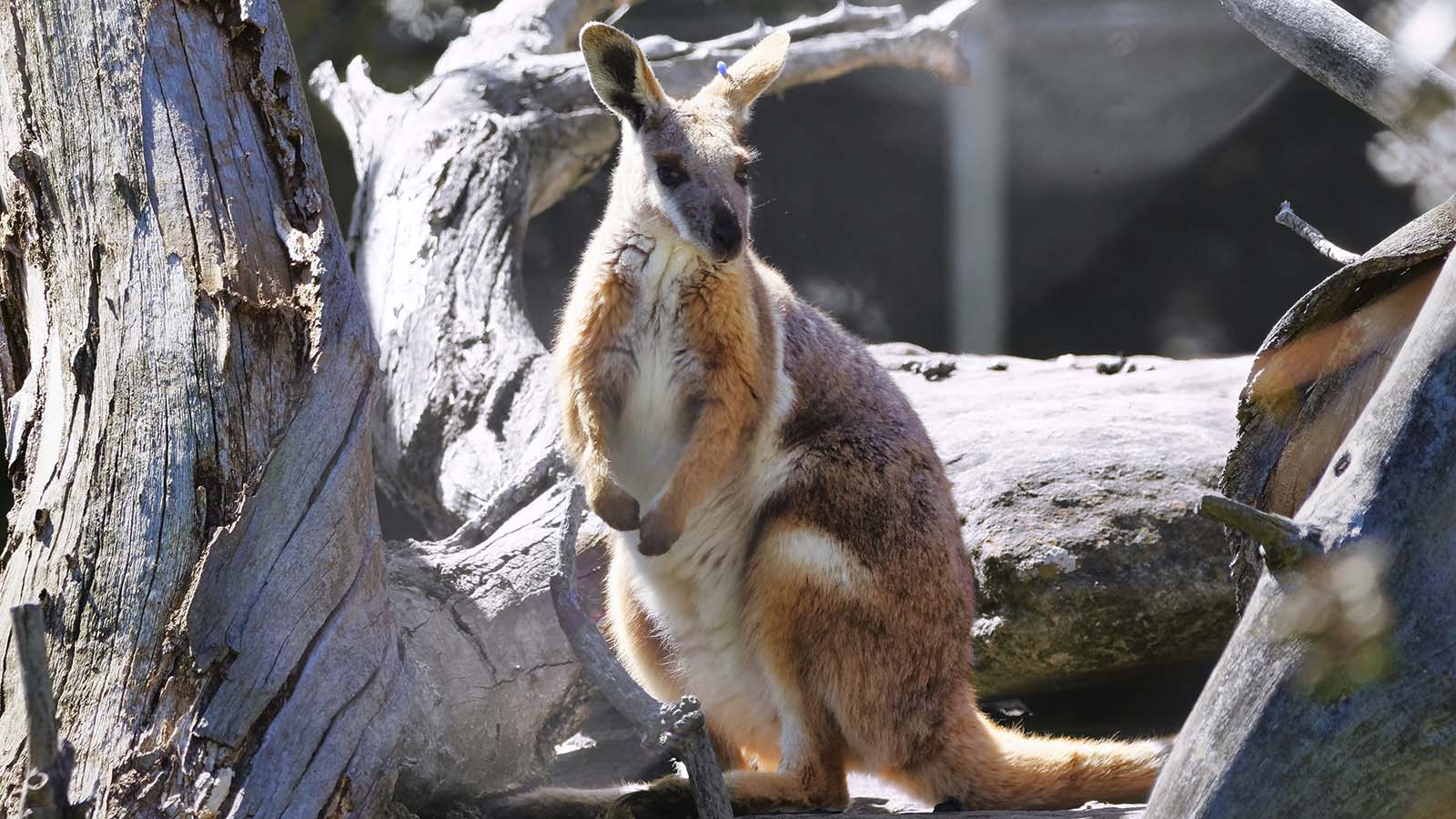 A yellow footed rock wallaby in its natural habitat.