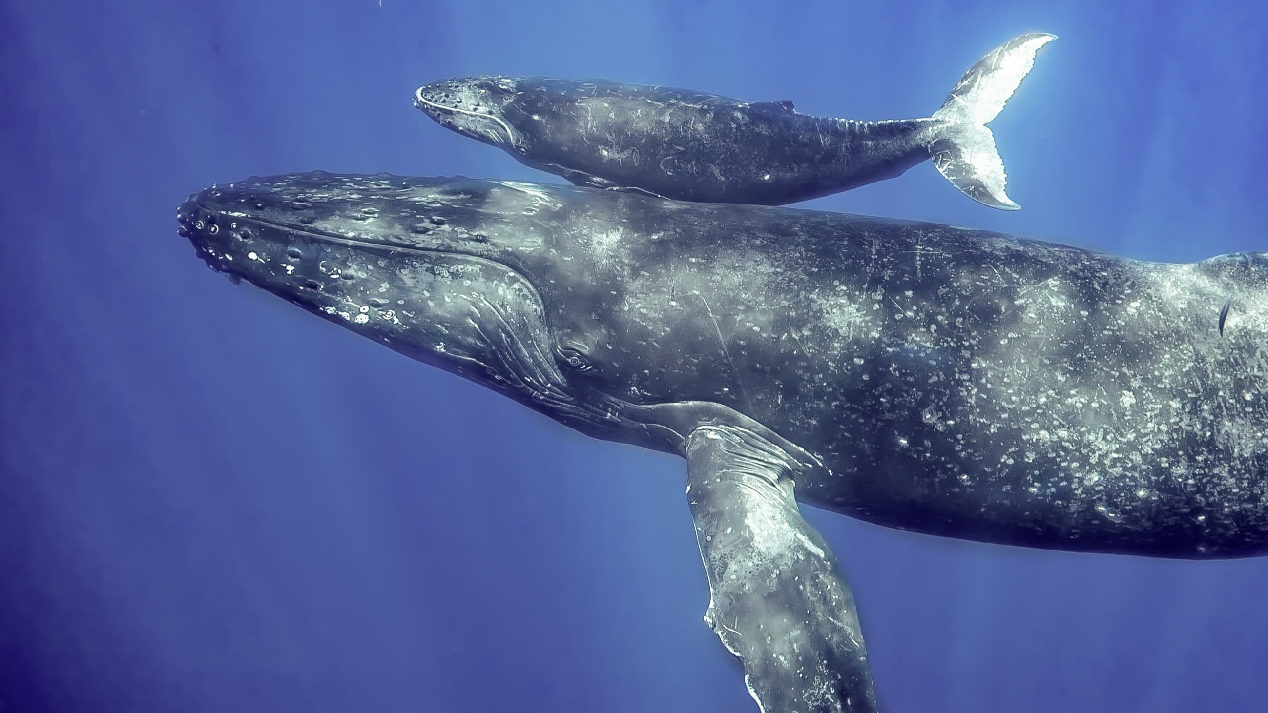 A mother and calf humpback whale swim through the water. Photo: Shutterstock