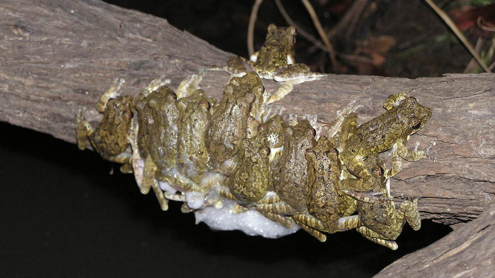 An image of a group of African nest-foam tree frogs in their bubble-like nest in a tree. Photo: Phillip Byrne