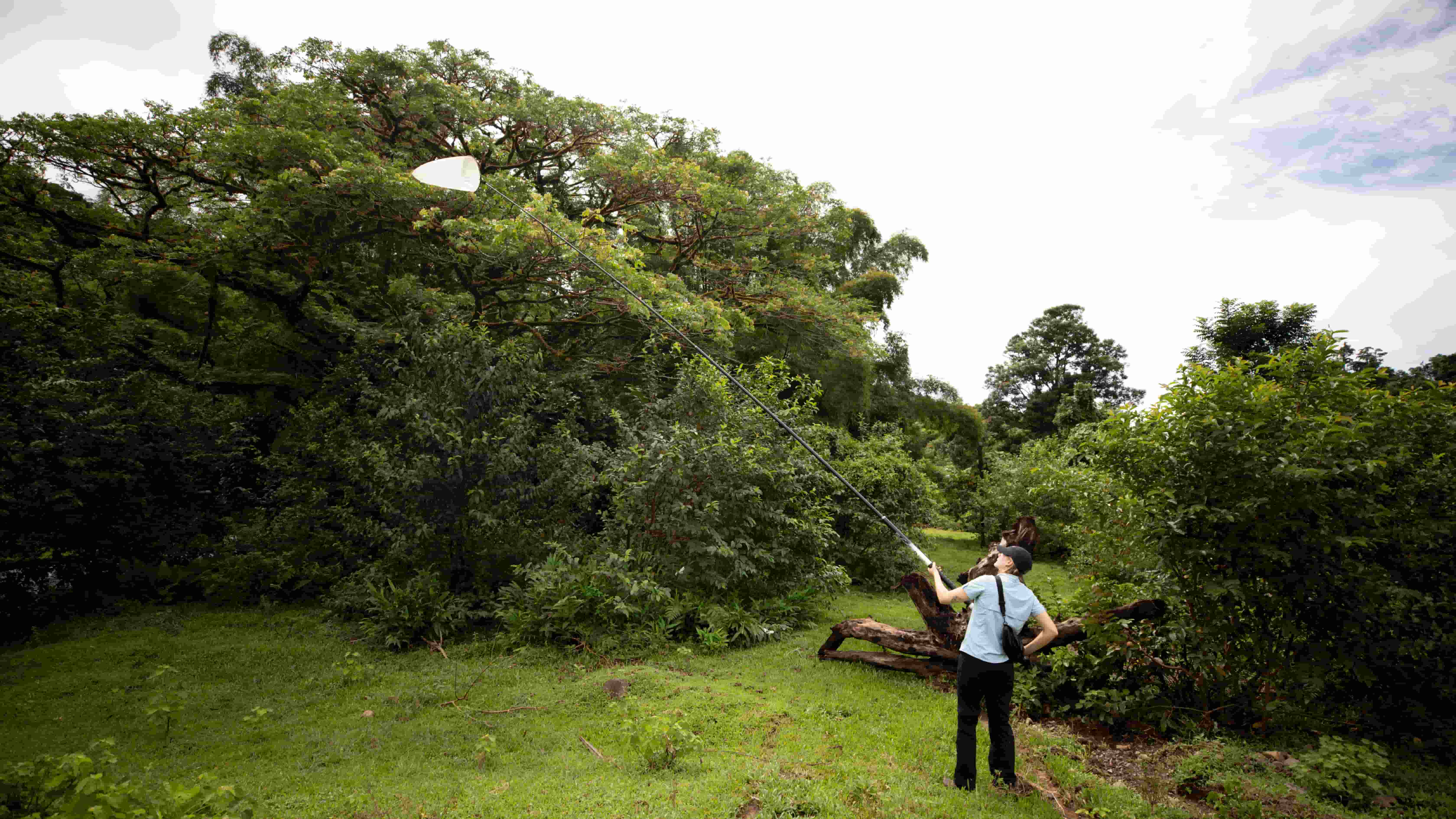A researcher uses a large canopy net to find bees in the tops of trees in Fiji. The background is green and rainforest. Photo: James Dorey