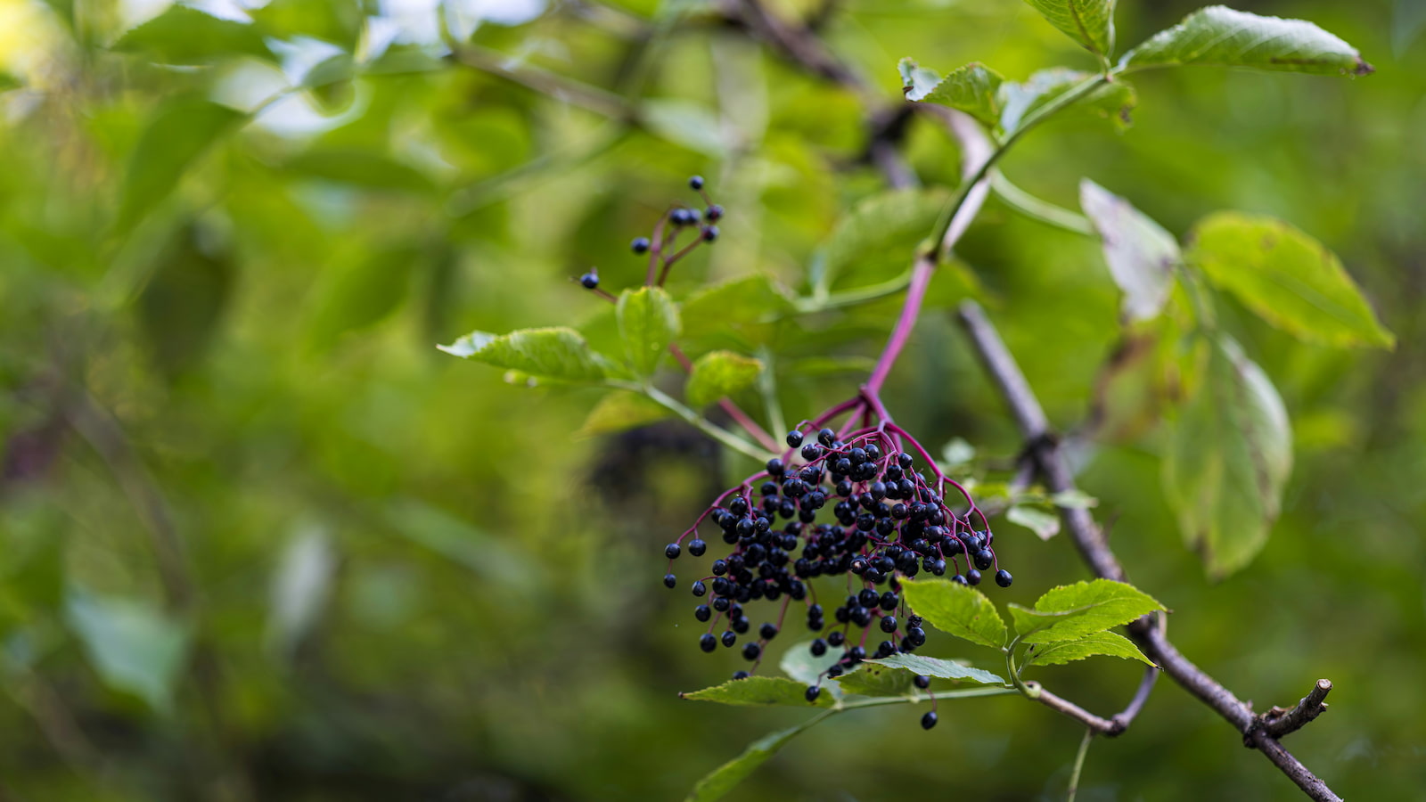 A cluster of purple elderberries hang on a tree. Photo: Unsplash
