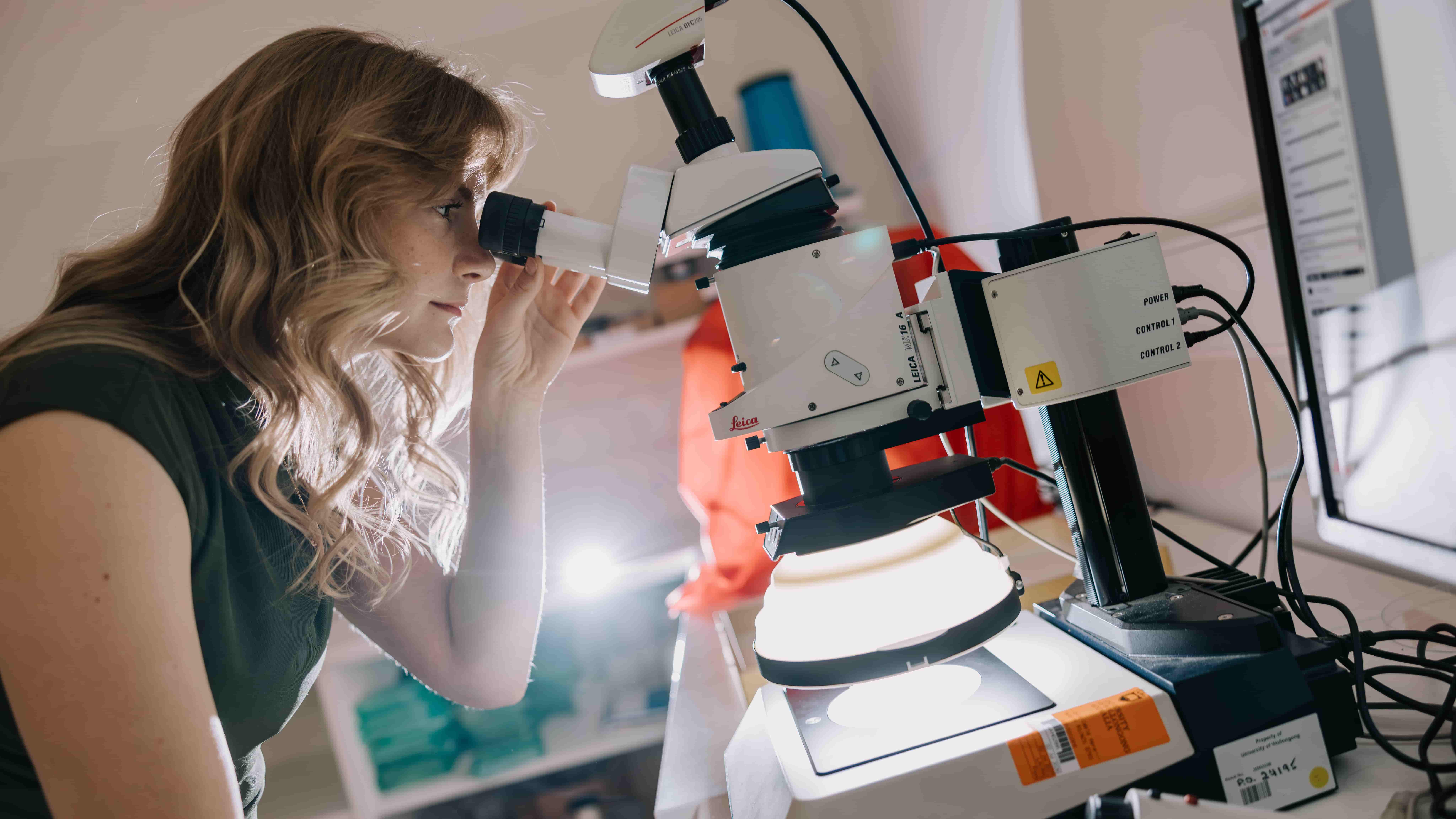 Tegan Edwards looks into a microscope in a laboratory at UOW. Photo: Michael Gray