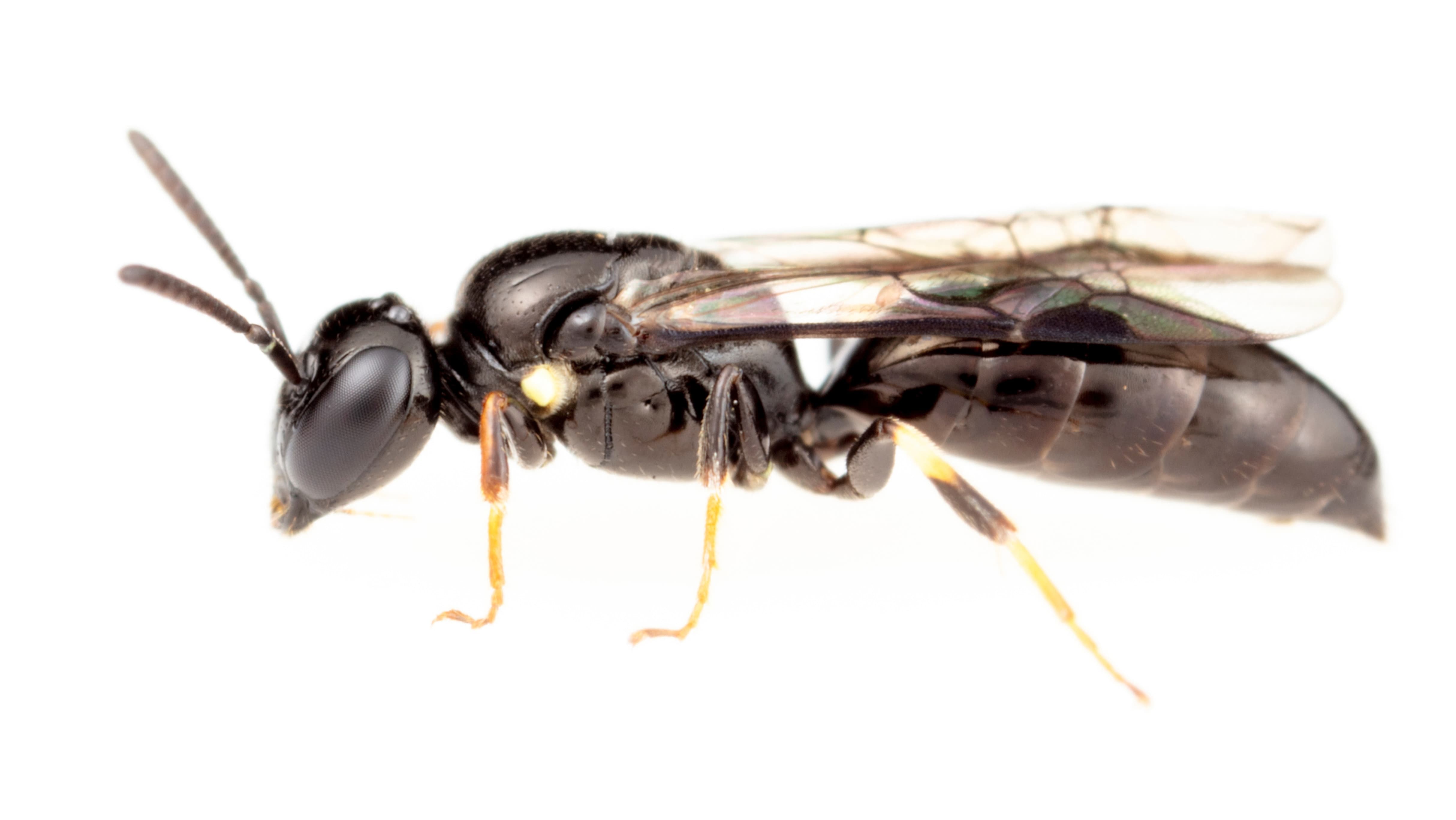 The Hylaeus navai against a white backdrop. It is a close up of a tiny black bee. Photo: James Dorey