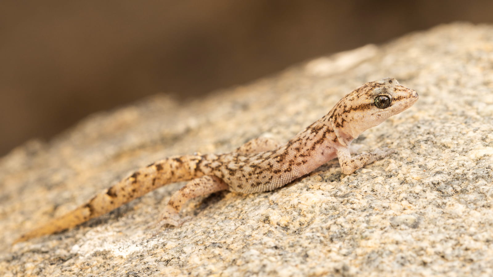 A small beige-coloured with dark markings gecko lies on a rock in the desert. Photo: Damien Esquerre