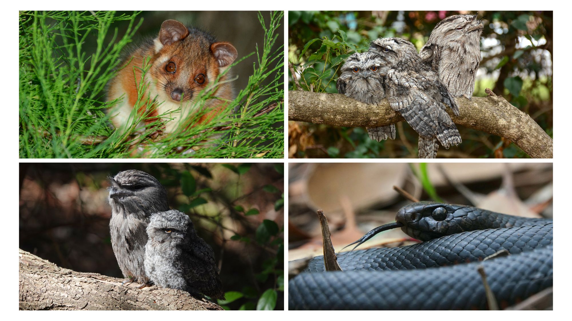 Diverse fauna at UOW campus